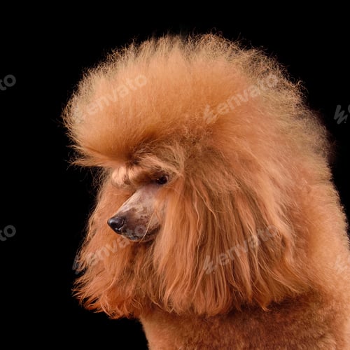 Preview: Portrait of apricot toy poodle