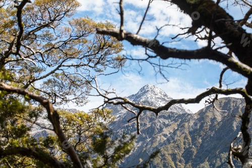 Preview: Snow-capped peak framed by forest branches in New Zealand. Travel