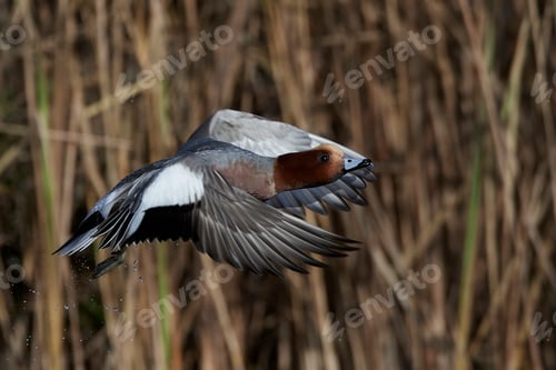 Preview: Eurasian wigeon (Mareca penelope)