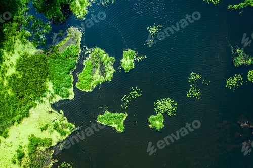 Preview: Green algae on the lake in spring, Poland