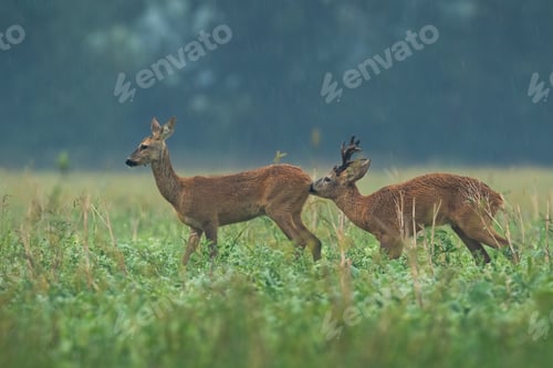 Preview: Roe deer sniffing female in rain in rutting season