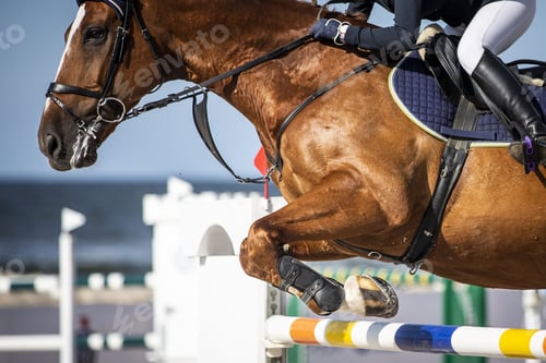 Preview: Horse Jumping, Equestrian Sports, Show Jumping themed photo.