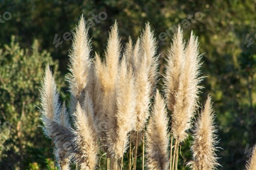 Preview: Selective focus shot of feathery foliage of pampas grass (cortaderia selloana) in garden