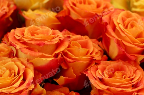 Preview: A bunch of orange roses