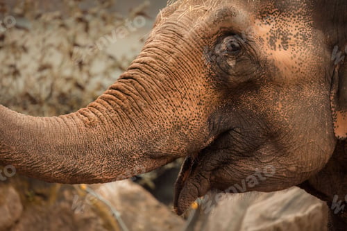 Preview: African elephant stands close to a rocky wall, looking up with its trunk raised