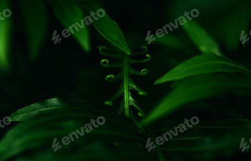 Preview: Background of the dark green leaves