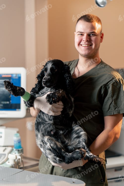Preview: In a veterinary clinic a spotted spaniel is held by a doctor in his arms like a child