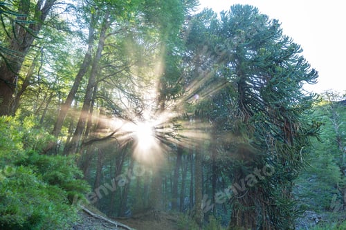 Preview: Araucaria