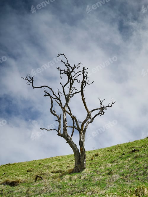 Preview: Tree with no leaves on hillside