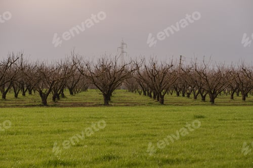 Preview: Planting peach trees without leaves in winter season