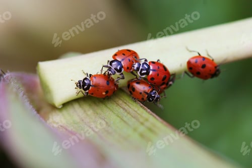 Preview: Group of ladybugs on a flower stem, close up