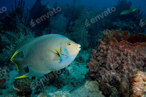 Preview: Blue angelfish on coral reef.