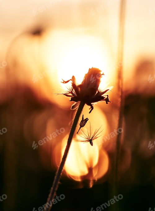 Preview: silhouette with a wilted flower