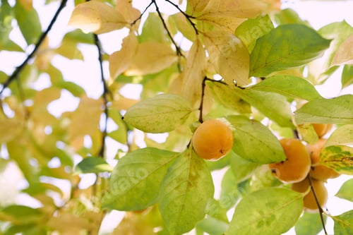 Preview: Orange persimmon grows in the autumn garden