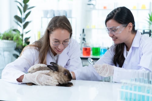 Preview: Veterinarian treating sick rabbits He is giving the young bunnies the attention they need to be well