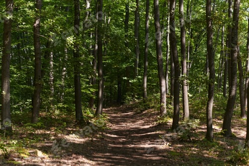 Preview: The captivating photograph captures a breathtaking panorama of lush, verdant forest areas
