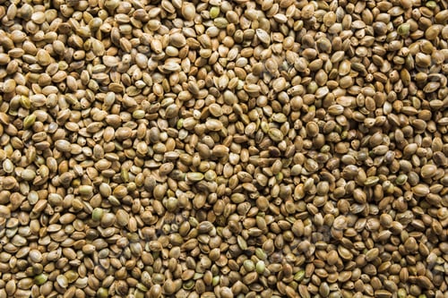 Preview: Organic dried hemp seeds as background. View from above.