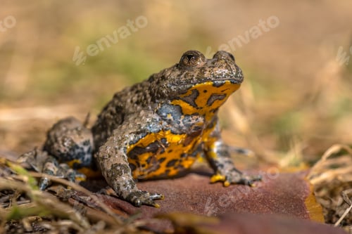 Preview: Yellow bellied toad