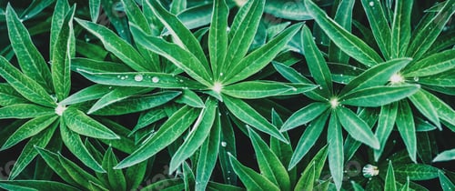 Preview: Green plant texture, Garden Lupin leaves background, wide banner