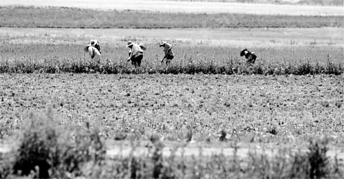 Preview: Monochromatic portrait of migrant workers laboring in a field.
