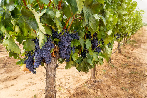 Preview: close up of a grapevine with grape bunches at La Rioja