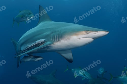 Preview: a large shark and a group of small fish swimming together