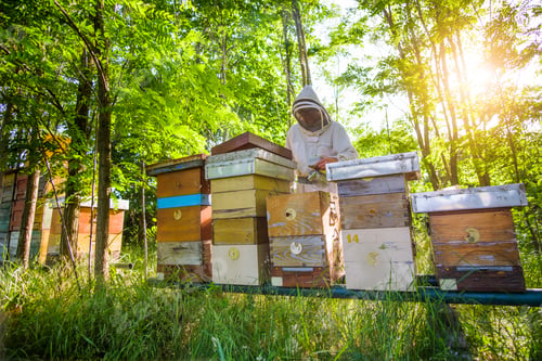 Preview: Beekeeper