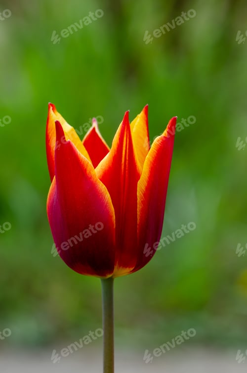 Preview: Red-yellow tulip rune pattern on a green background, natural background, colourful.