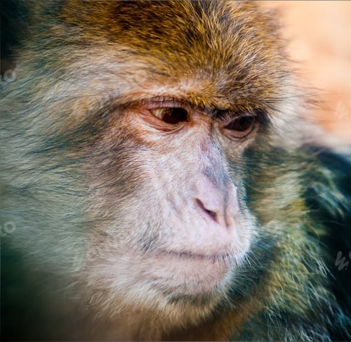 Preview: macaque mongkey closeup