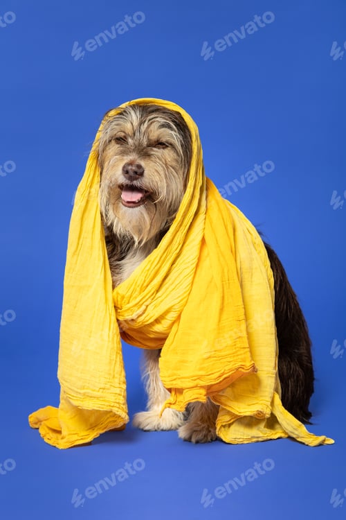 Preview: Furry puppy with a scarf on his head on a blue background.