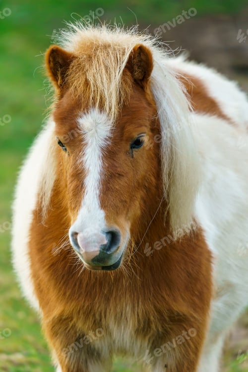 Preview: Little pony horse. A portrait of a lone Pony