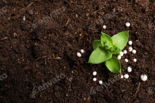 Preview: Fresh growing plant and fertilizer on soil, top view with space for text. Gardening time