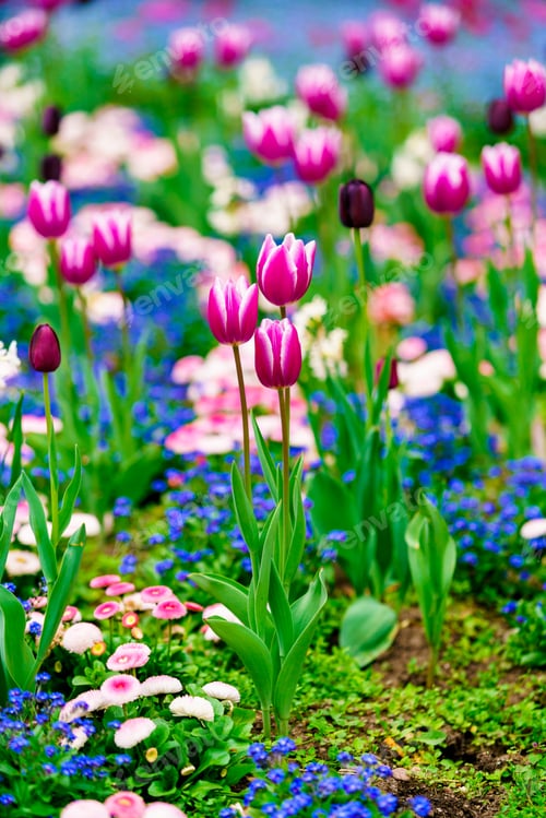 Preview: Field of Colorful Tulips in Bloom