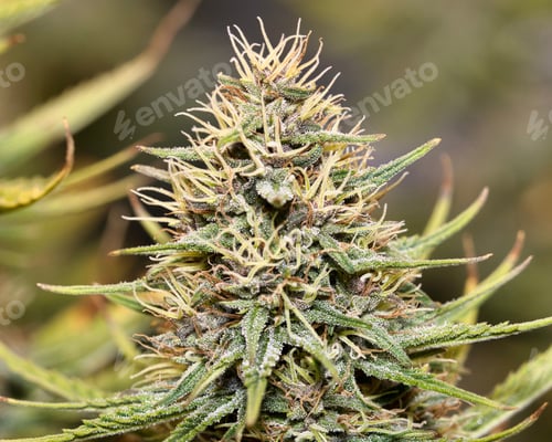 Preview: Closeup shot of a green cannabis plant with long leaves used in medical purposes