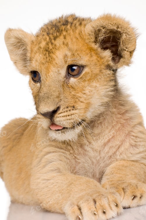 Preview: Lion Cub (3 months)
