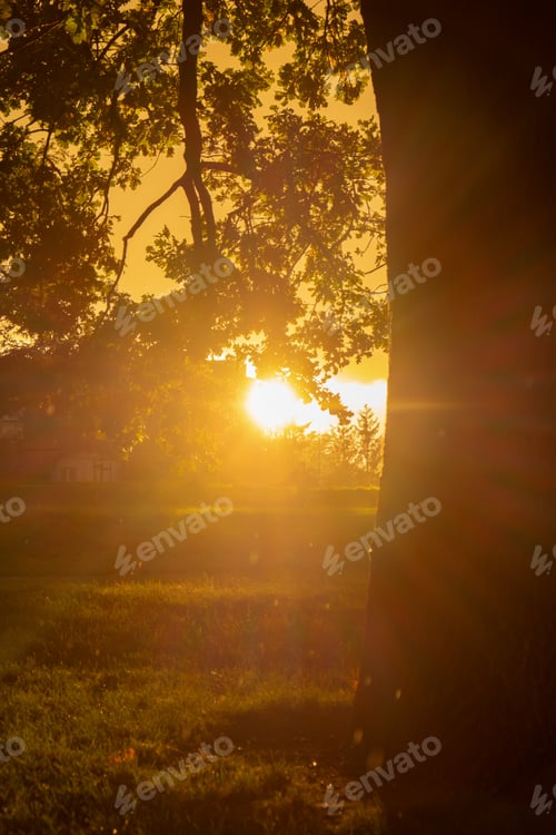 Preview: Heavy rain and sunbeam next to tree. Stunning views of the city rainy season. Sunset with rainy