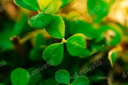Preview: Close up of three leaf clovers