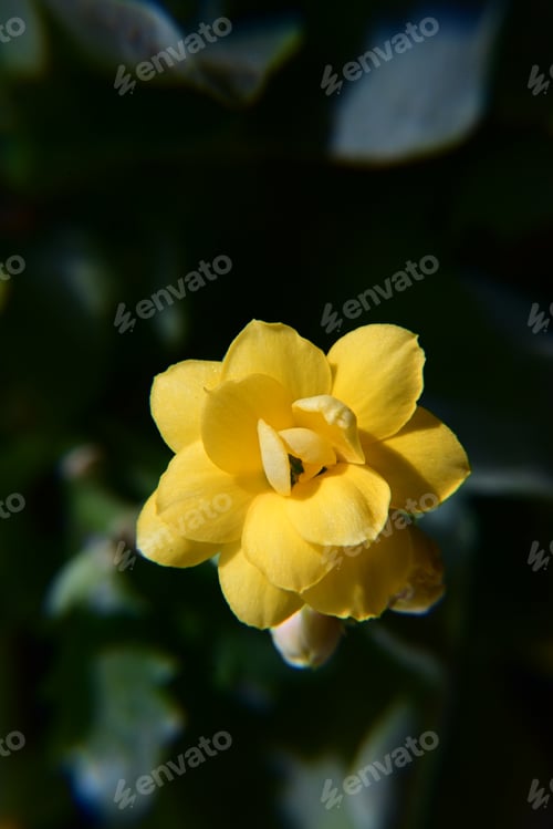 Preview: Close-up photo of a beautiful Kalanchoe blossfeldiana flower on a black background
