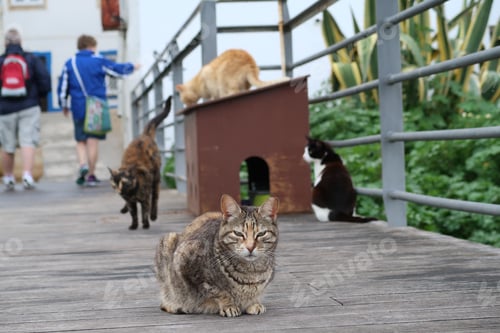 Preview: Several cats on a wooden boardwalk