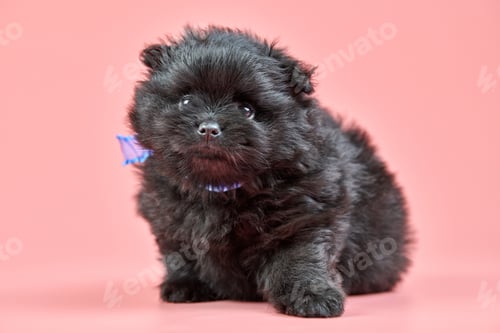Preview: Pomeranian Spitz puppy on pink background