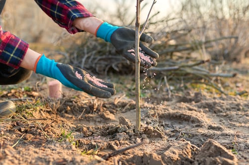 Preview: Fertilizing young tree in a spring garden with chemical mineral graduated fertilizers