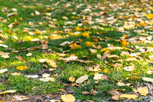 Preview: Autumn leaves fell from the tree on the green grass in the park