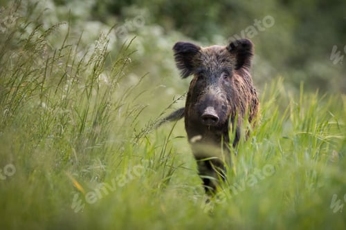 Preview: Unaware wild boar approaching on meadow with tall green grass