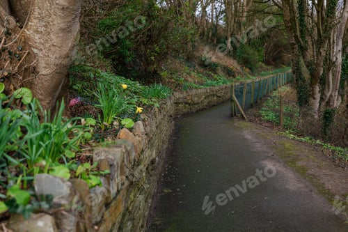 Preview: Old park pathway. Greenery, Ivy, Daffodils, Moss