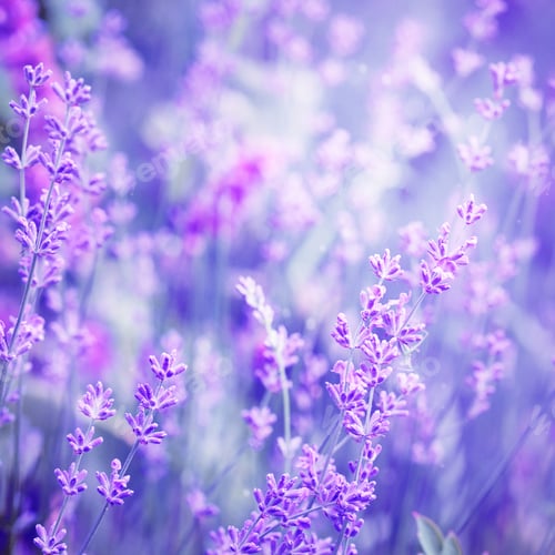 Preview: Lavender flower field, image for natural background, selective f
