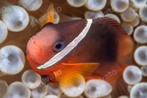Preview: Orange clownfish on anemone