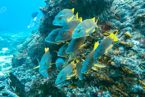 Preview: Underwater view with school fish in ocean. Sea life in transparent water