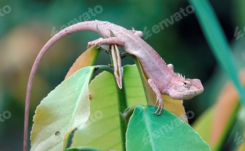 Preview: Oriental garden lizard perched atop green and yellow leaves.