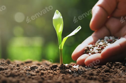 Preview: hand of farmer are pouring chemical fertilizers for young corn in farm