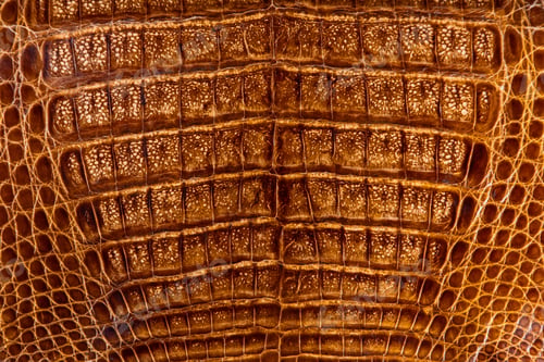 Preview: Close-up of a tanned crocodile skin, the texture of a processed alligator leather